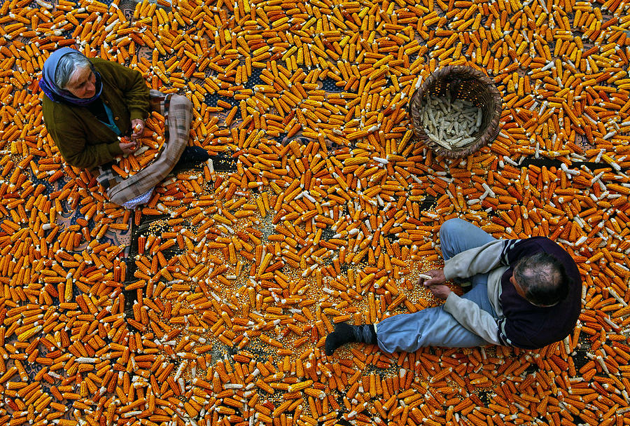 Turkey Photograph - Corn by Mustafa Zengin