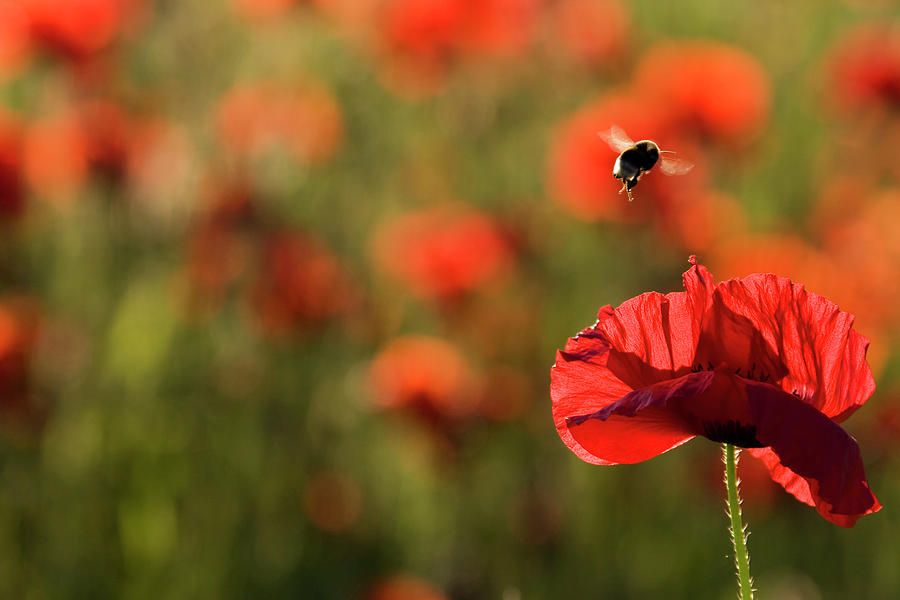 Corn Poppies Papaver Rhoeas, And Bumble Photograph by Westend61