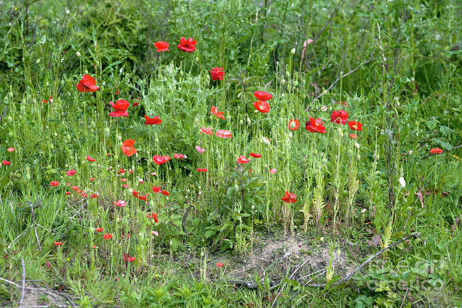 Nature Photograph - Corn Poppies (papaver Rhoeas) by Dr Keith Wheeler/science Photo Library