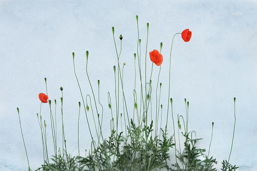 Corn Poppy Papaver Rhoeas By Wall Photograph by Claus Christensen