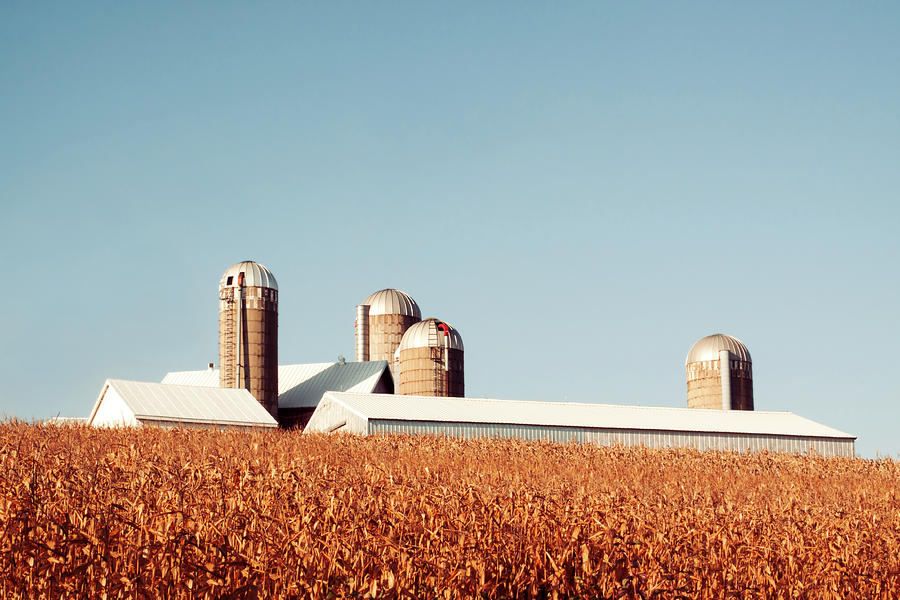 Corn Rise Photograph by Todd Klassy