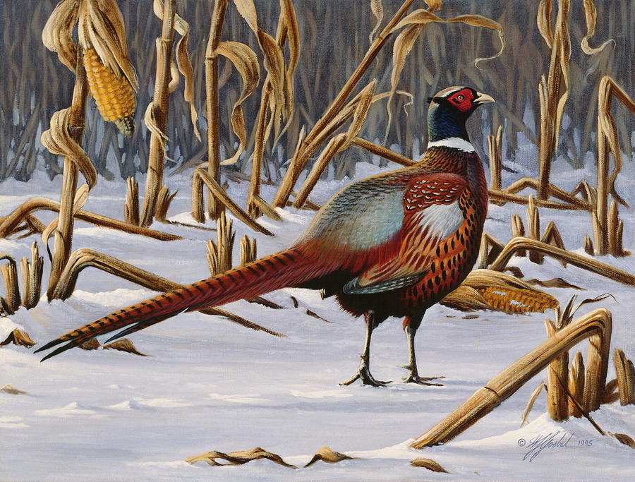 Bird Painting - Corn Row Ringneck by Wilhelm Goebel