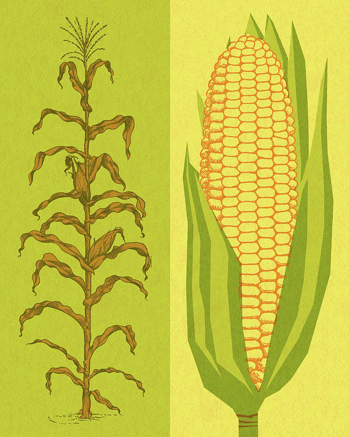 Vintage Drawing - Corn Stalk and Corncob by CSA Images