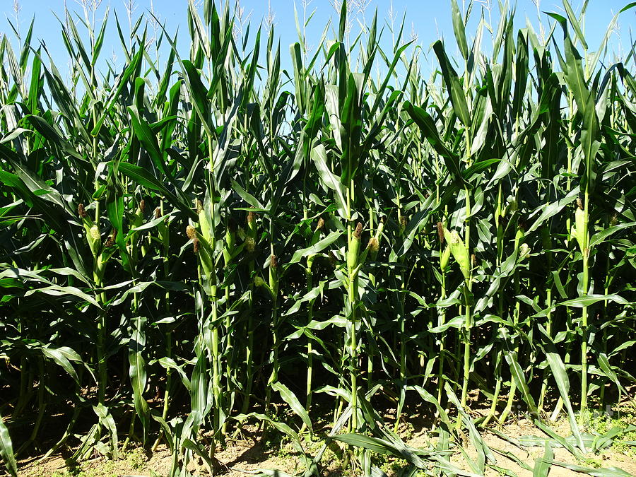 anyone-know-what-this-is-looks-like-a-corn-stalk-growing-in-my-flower