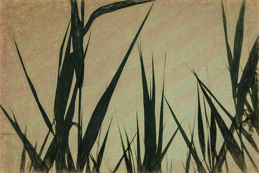 Shapes Photograph - Corn Stalks At Sunset Pencil Drawing by Anthony Paladino