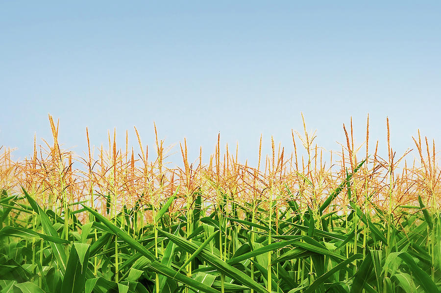 Farm Photograph - Corn Tassels by Todd Klassy