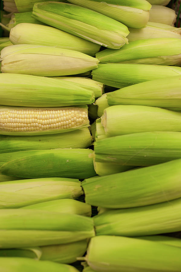 Corn Photograph by Tuan Tran