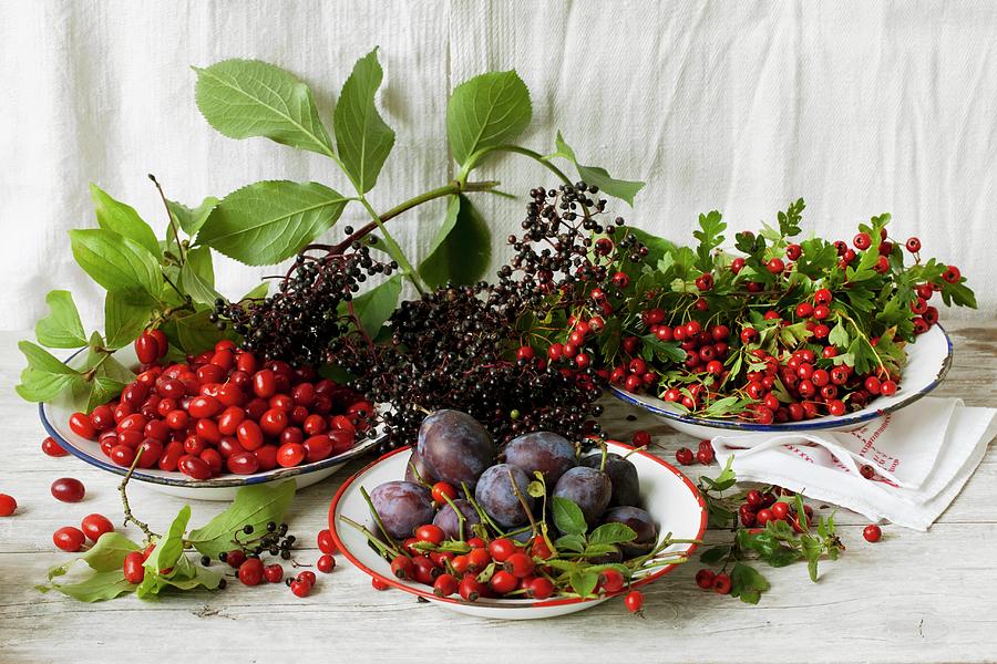 Cornelian Cherries, Rosehips, Damsons And Hawthorn Berries On Enamel Plates With Elderberries On Top Photograph by Sabine Lscher