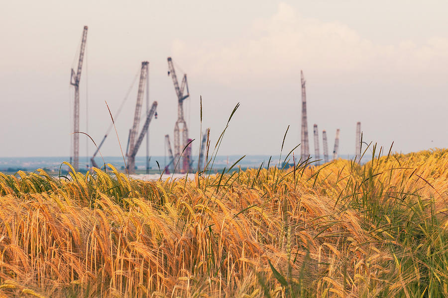 Cornfield And Cranes, Ehingen donau, Baden-wuerttemberg, Germany Photograph by Wilfried Feder
