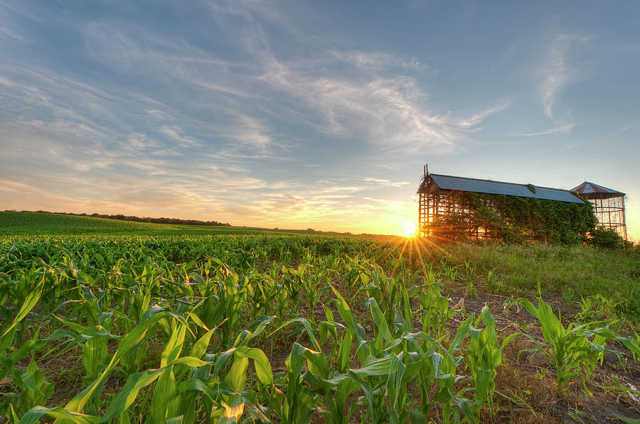 Cornfield And Grain Bin At Sunset Photograph by Hauged