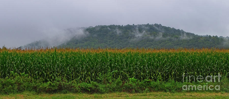 Cornfields of Warren County Photograph by Mark Miller