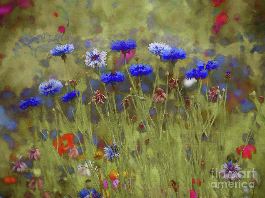 Cornflower Blue Painting by Helen White