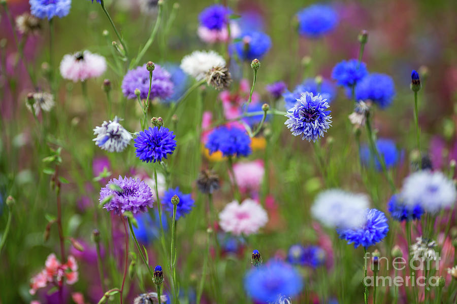 Summer Photograph - Cornflower Meadow by Eva Lechner
