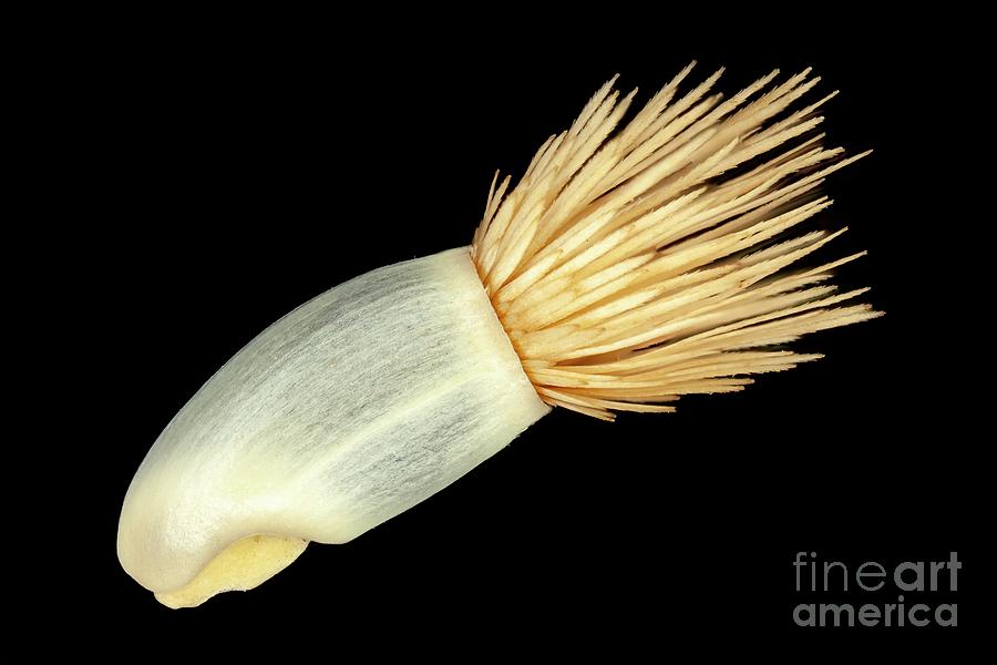 Cornflower Seeds Photograph by Frank Fox/science Photo Library