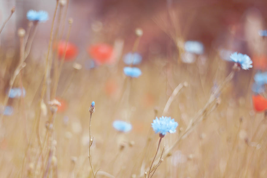 Cornflowers And Poppies In A Soft Photograph by (c) Harold Lloyd Cornflowers And Poppies In A Soft Photograph by (c) Harold Lloyd
