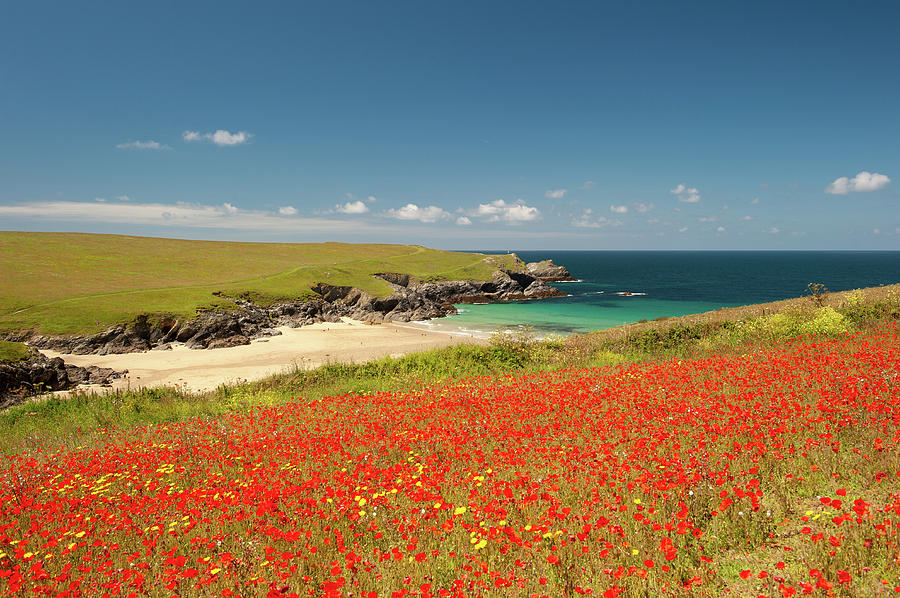 Cornish Poppy Fields i Photograph by Helen Jackson