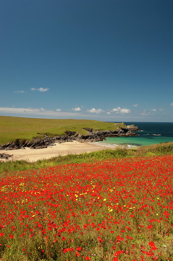 Cornish Poppy Fields ii Photograph by Helen Jackson