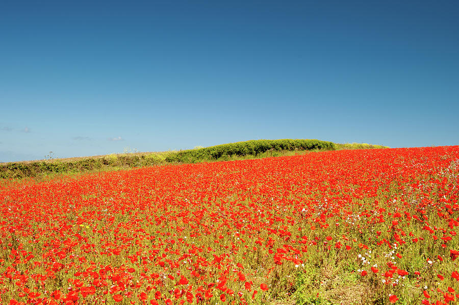 Cornish Poppy Fields iii Photograph by Helen Jackson