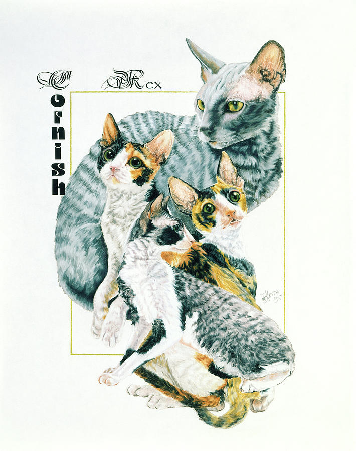 Cat Painting - Cornish Rex by Barbara Keith