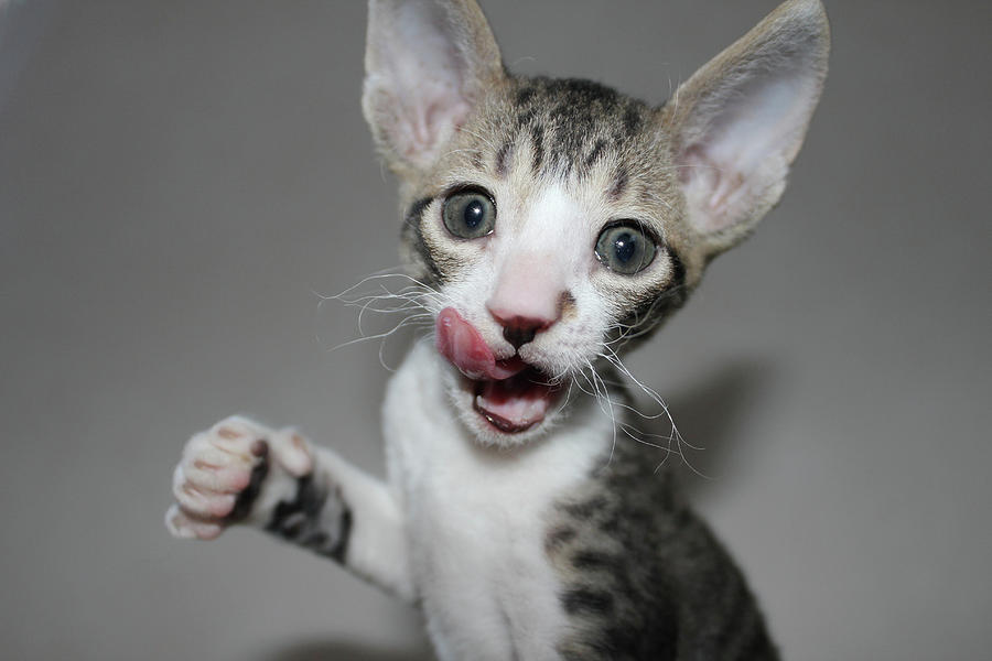 Cornish rex kitten - wild Photograph by Angela Emanuelsson - Pixels