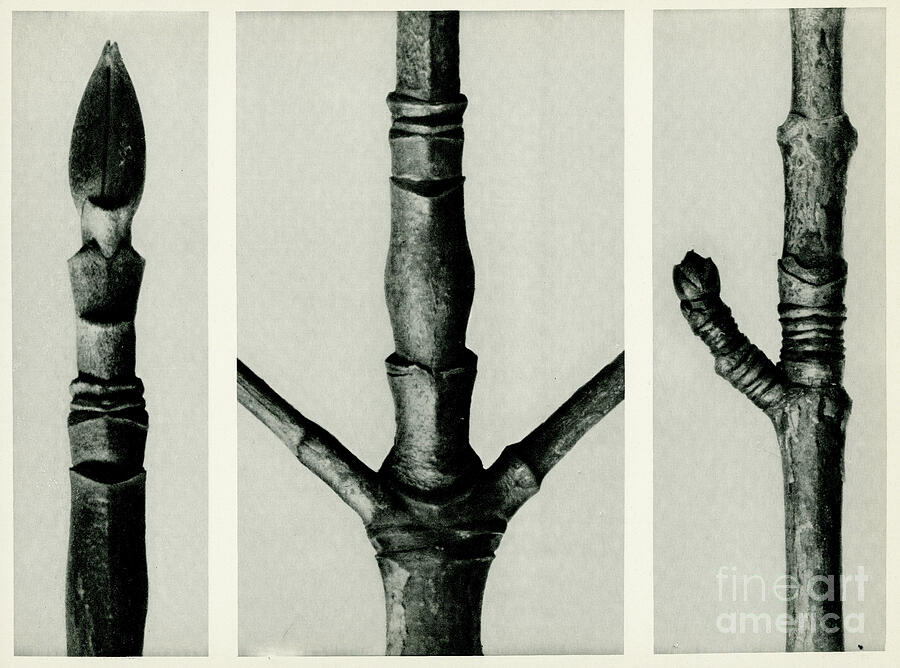 Cornus Nuttalli, Photogravure Photograph by Karl Blossfeldt Cornus Nuttalli, Photogravure Photograph by Karl Blossfeldt