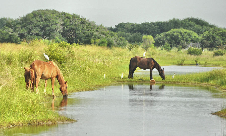 Corolla Ponies Photograph by Dressage Design