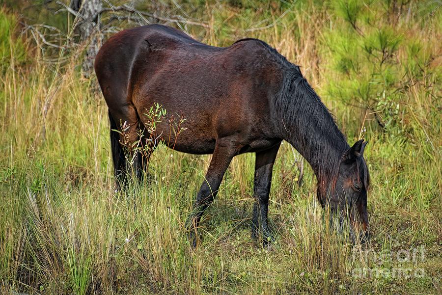 Corolla Wild Horse Digital Art by Elijah Knight