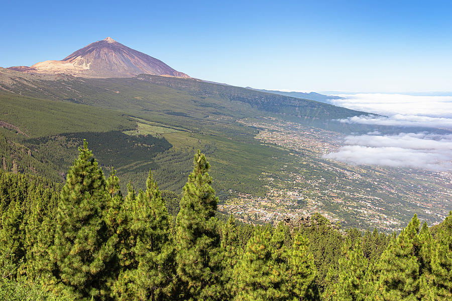 Corona Forestal - Coniferous Forest On The Way In Teide National Park With A View Of Volcano, Tenerife, Spain Photograph by Robin Runck
