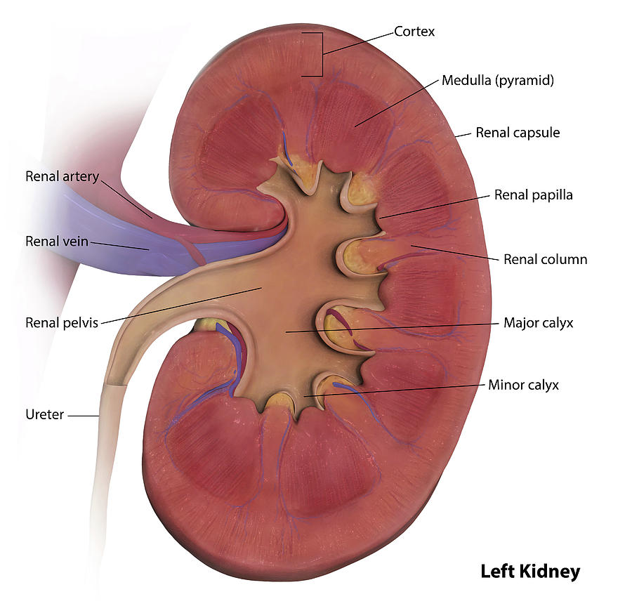 Coronal Section Of Left Kidney Photograph by Photon Illustration | Pixels