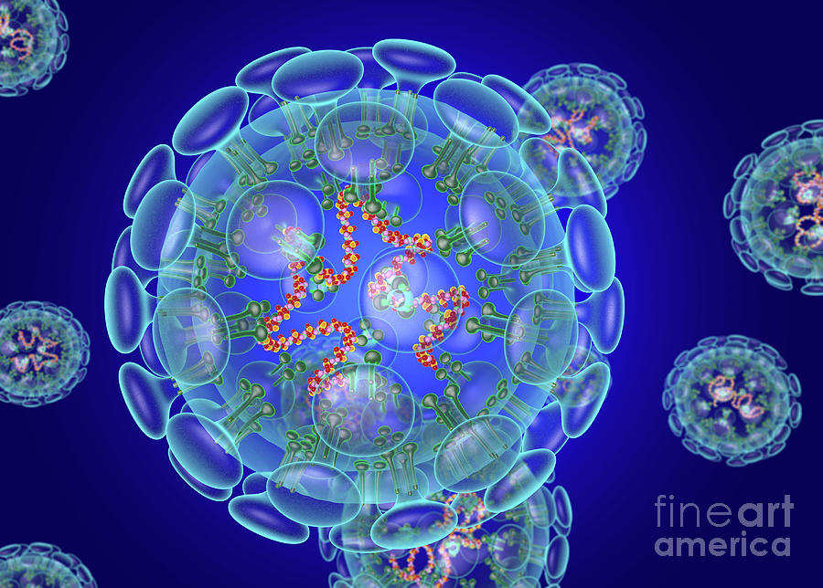 Coronavirus Structure by Roger Harris/science Photo Library