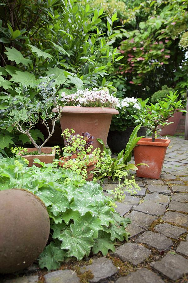 Corydalis And Flowering Plants In Terracotta Pots On Paved Surface In Garden Photograph by Sibylle Pietrek