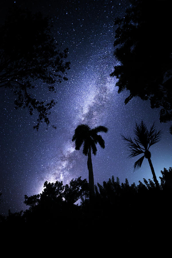 Cosmic Jungle Photograph by Mark Andrew Thomas