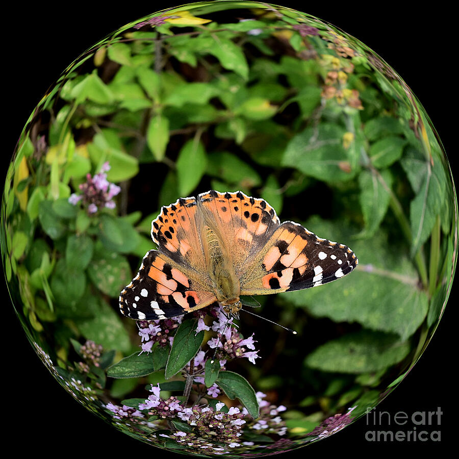Painted Lady Butterfly - Vanessa cardui Photograph by Yvonne Johnstone