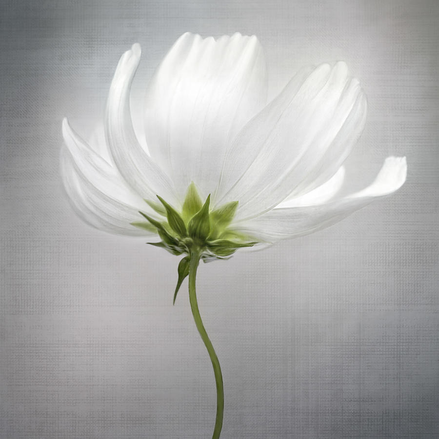 Cosmos Photograph - Cosmos *** by Mandy Disher