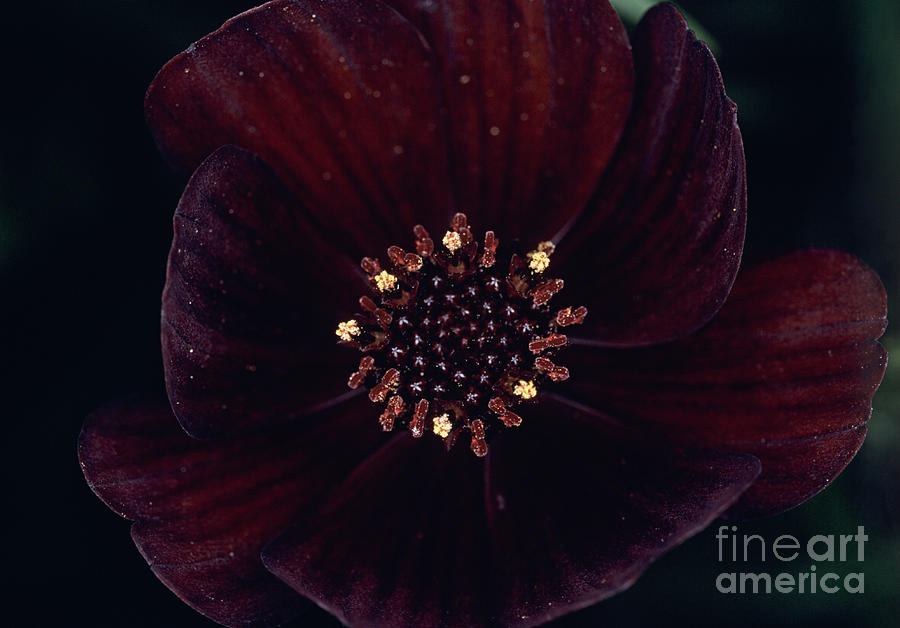 Cosmos Atrosanguineus Flower Photograph by Jane Sugarman/science Photo Library