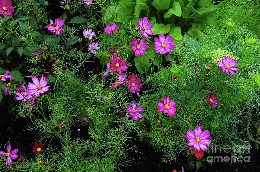 Cosmos Bipinnatus candy Stripe Flowers Photograph by Colin Varndell/science Photo Library