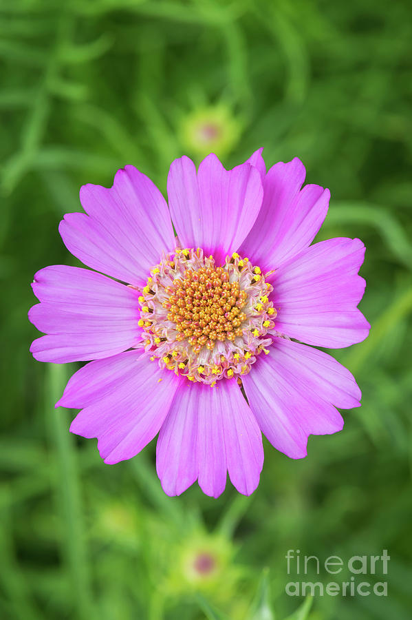 Asters Photograph - Cosmos Bipinnatus Pink Popsocks by Tim Gainey Asters Photograph - Cosmos Bipinnatus Pink Popsocks by Tim Gainey