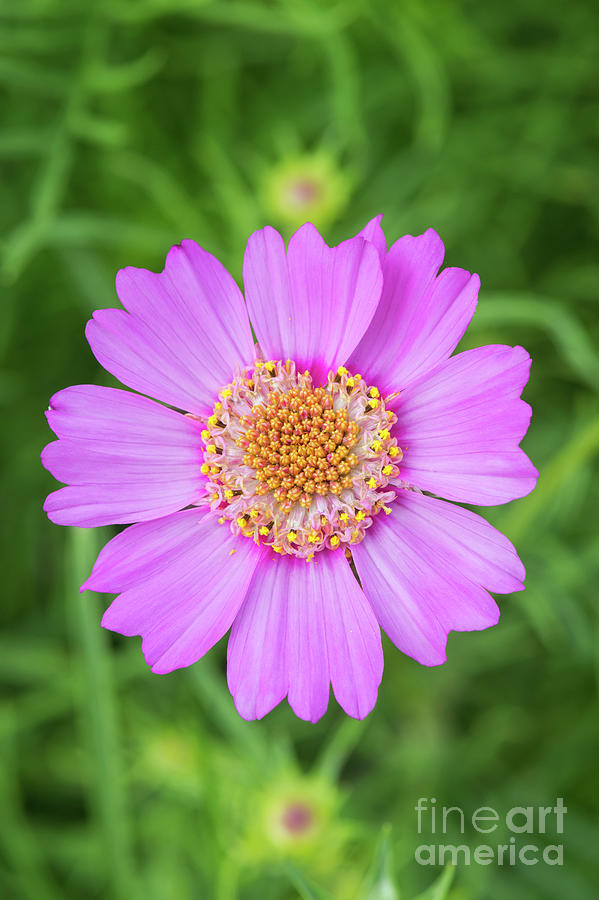 Flower Photograph - Cosmos Bipinnatus Pink Popsocks by Tim Gainey