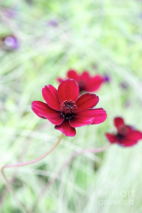 Cosmos Black Magic Flower Photograph by Tim Gainey