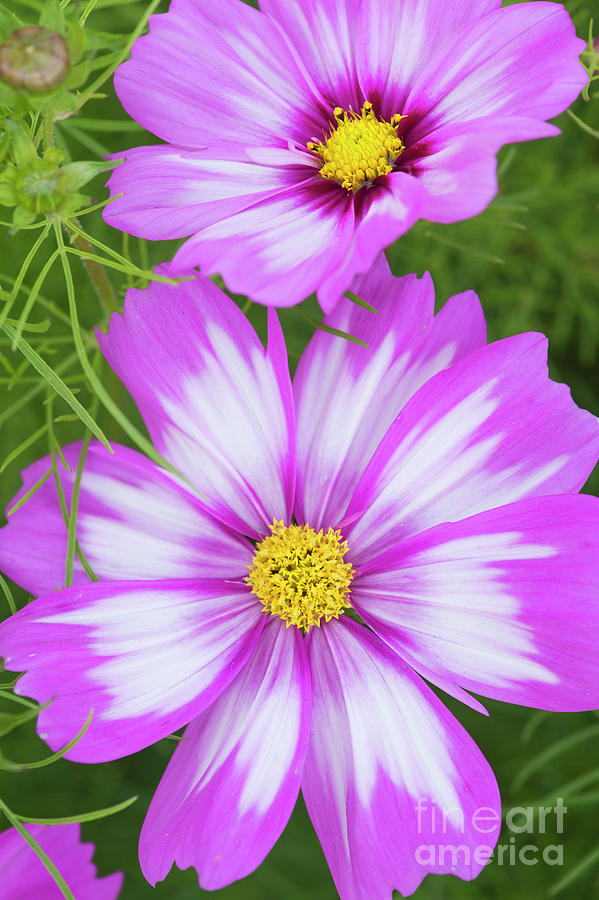 Cosmos Capriola Flower Photograph by Tim Gainey