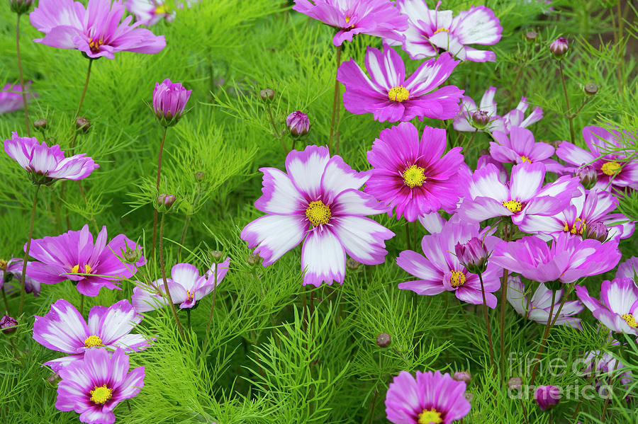 Cosmos Capriola Flowers in Summer Photograph by Tim Gainey
