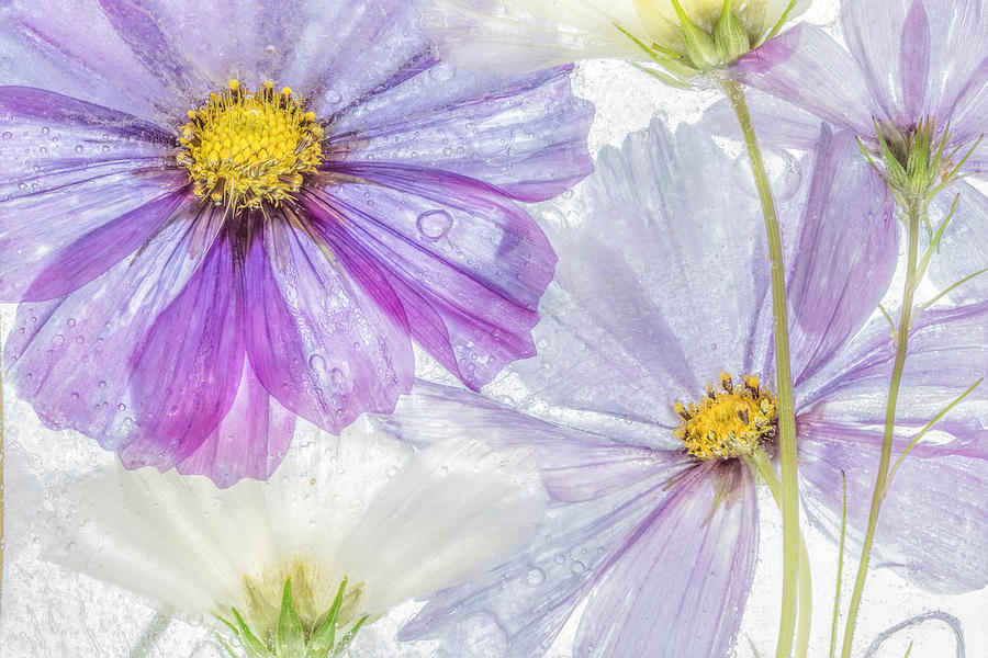 Flower Photograph - Cosmos Cool by Mandy Disher