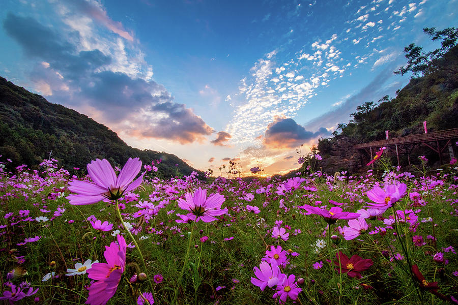 Cosmos Flower Field at Sunset by Philip Walker