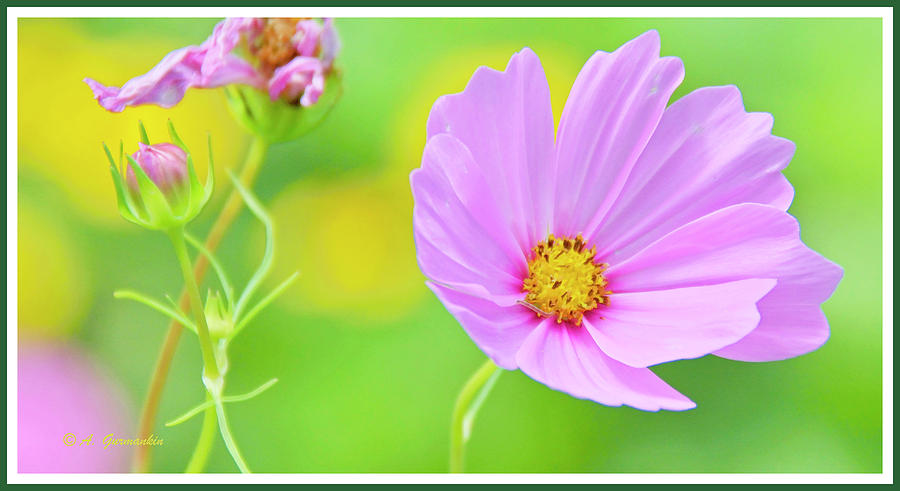 Cosmos Flower in Full Bloom, Bud Photograph by A Macarthur Gurmankin