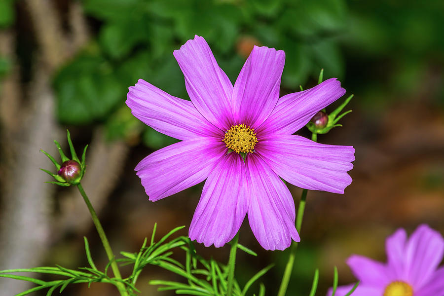 Cosmos Flower Photograph