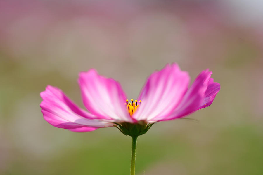 Cosmos Flower Photograph by Myu-myu