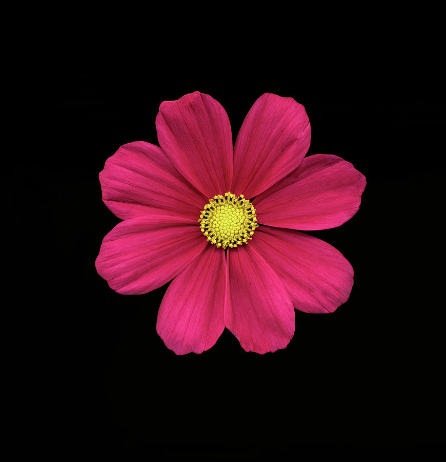 Cosmos Flower On Black Background by Mike Hill