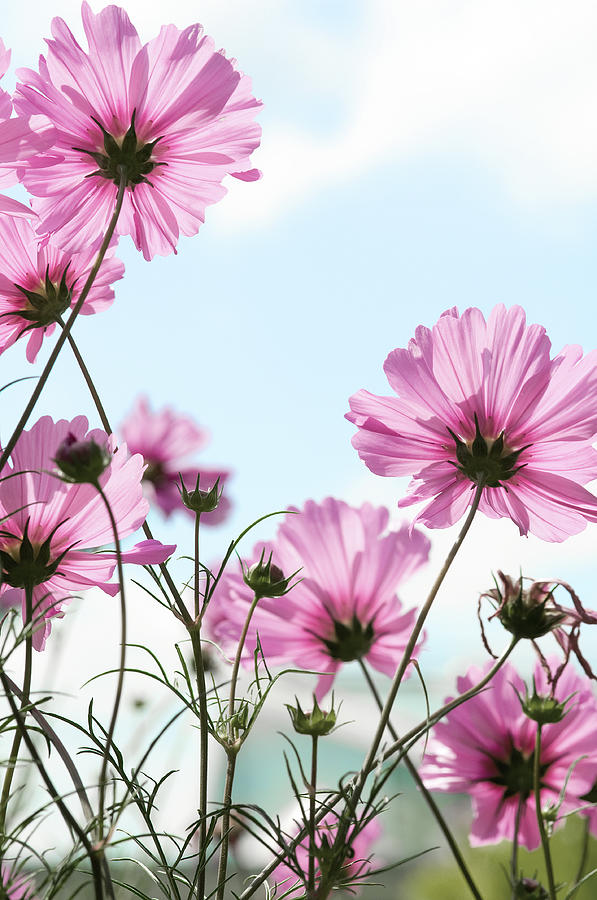 Cosmos Flower Photograph by Pixelplacebo