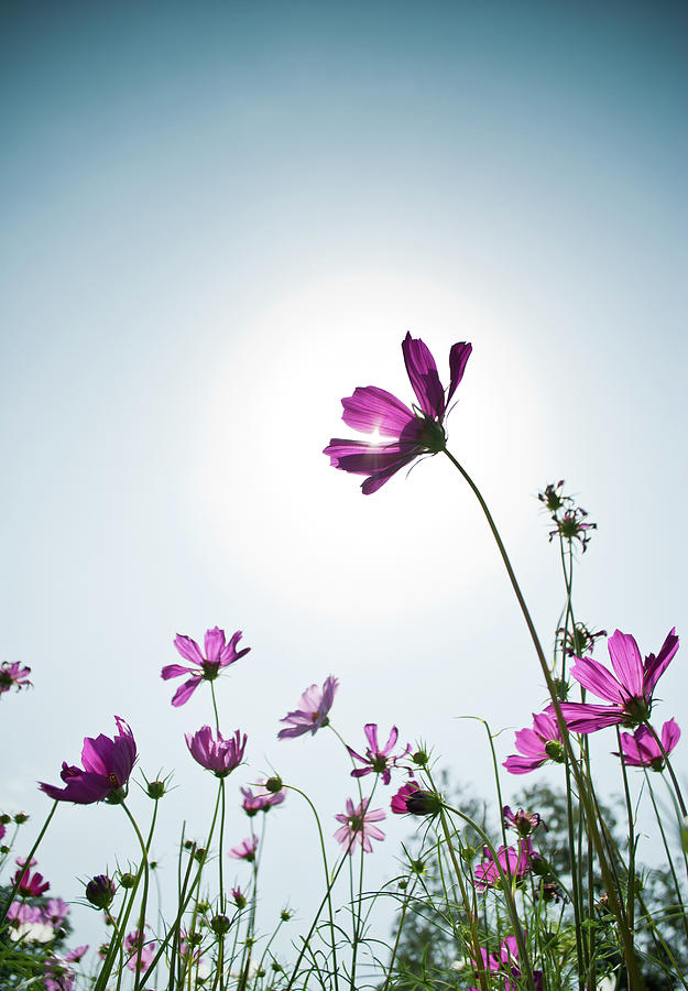 Cosmos Flower Photograph by Sg Photography