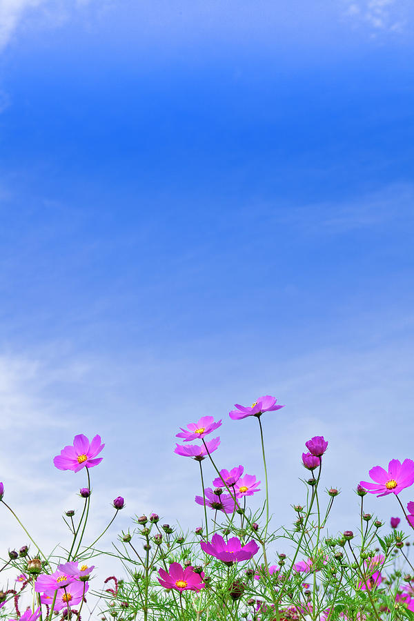 Cosmos Flowers And Blue Sky Photograph by Michihiko Kanegae/a.collectionrf